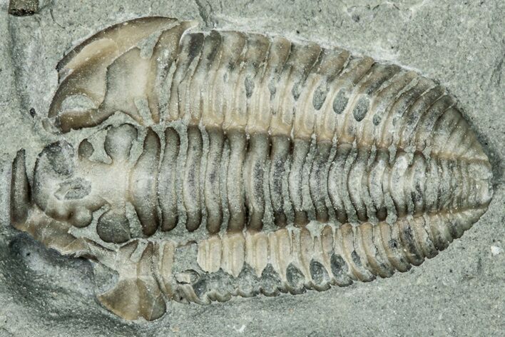 Prone Flexicalymene Trilobite Fossil - Indiana #289955